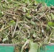 Dechets verts